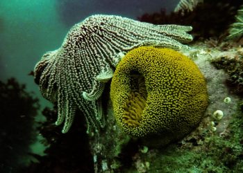 ONG Oannes constata que fondos submarinos se encuentran sin presencia de hidrocarburos