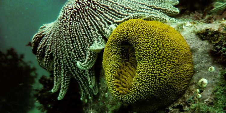 ONG Oannes constata que fondos submarinos se encuentran sin presencia de hidrocarburos