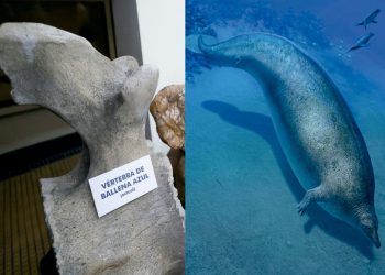 “Perucetus colossus”: ¿cómo puedo visitar los fósiles del animal más pesado de la Tierra?