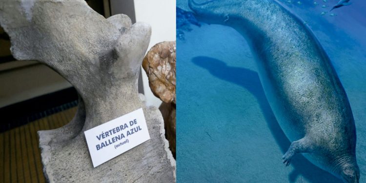 “Perucetus colossus”: ¿cómo puedo visitar los fósiles del animal más pesado de la Tierra?